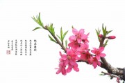 桃花开是什么季节，桃花开是什么季节夏天