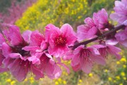 桃花开在什么季节，桃花开在什么季节最旺盛