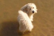 doggy币价格今日行情，teenmegaworlddoggy