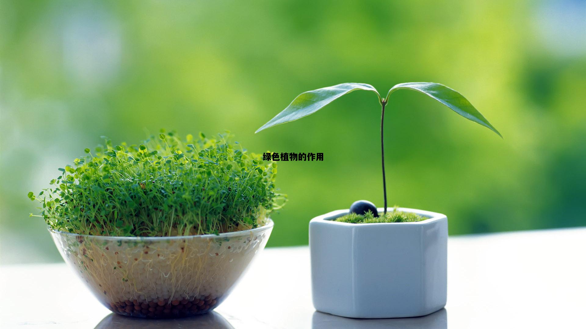绿色植物的作用，绿色植物的三大作用