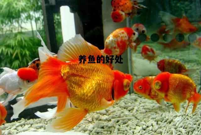 养鱼的好处，稻田养鱼的好处