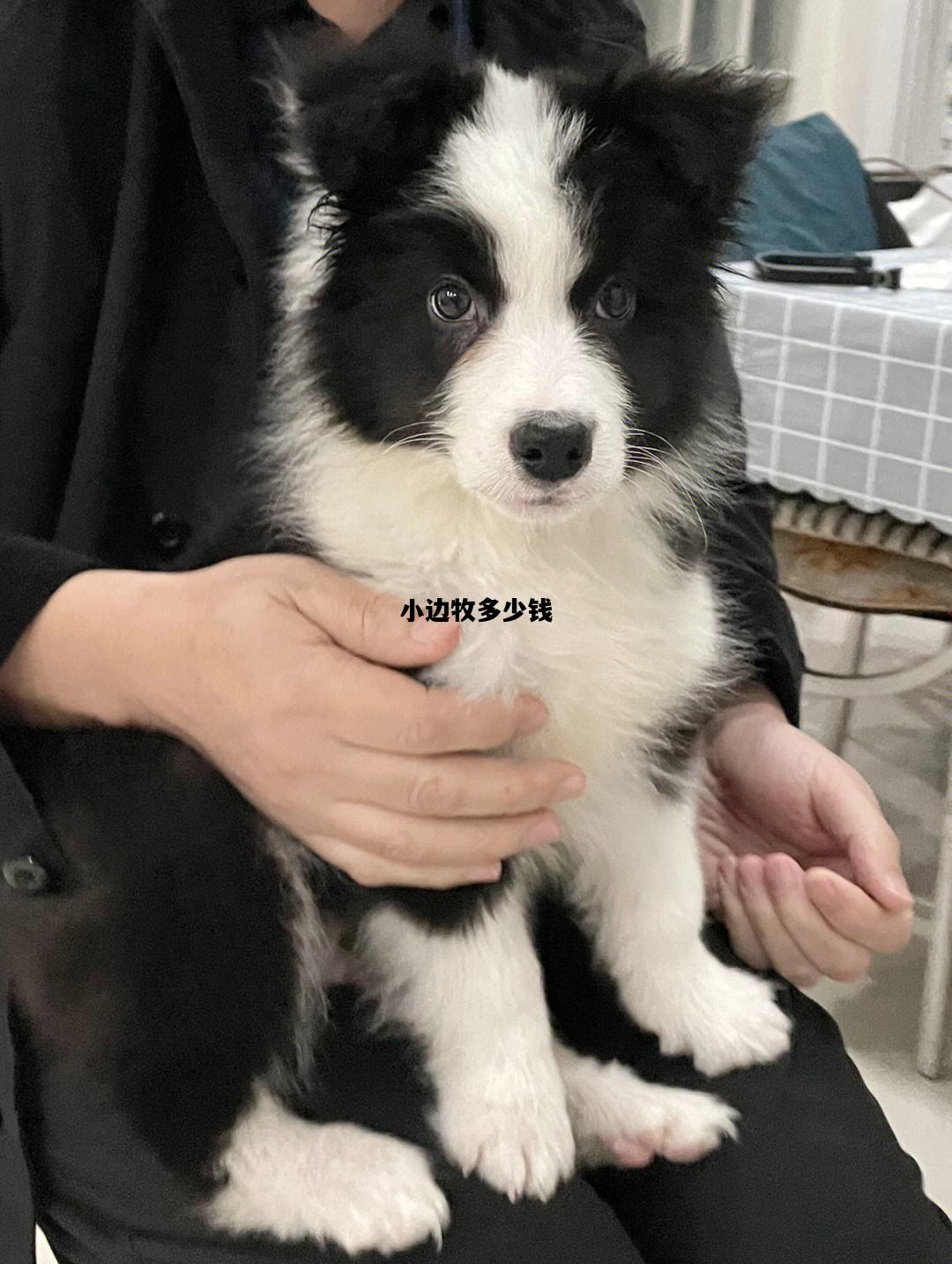 小边牧多少钱，边牧幼崽多少钱一只