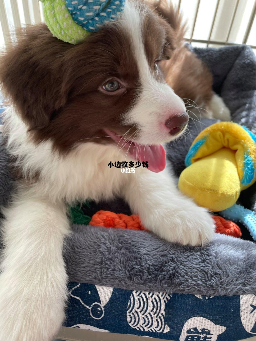 小边牧多少钱，边牧幼崽多少钱一只