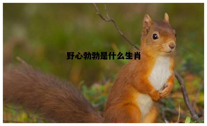 野心勃勃是什么生肖，野心勃勃是什么生肖求答案