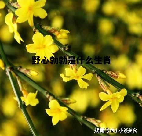 野心勃勃是什么生肖，野心勃勃是什么生肖求答案