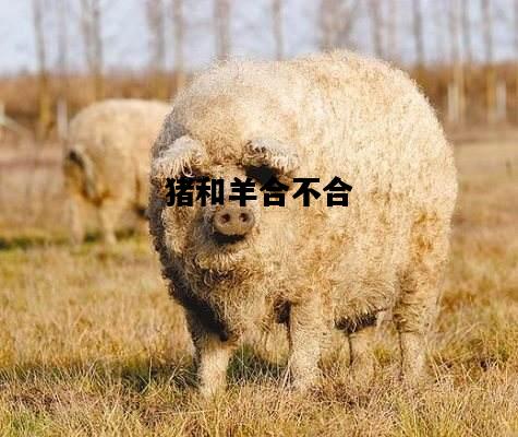 猪和羊合不合，猪和羊合不合适