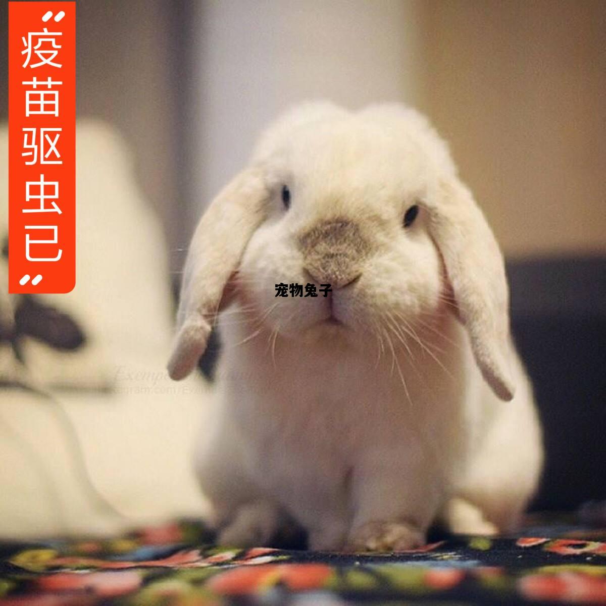 宠物兔子，宠物兔子放生到山上能活吗