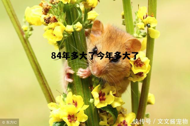 84年多大了今年多大了，84年多大了今年多大了虚岁