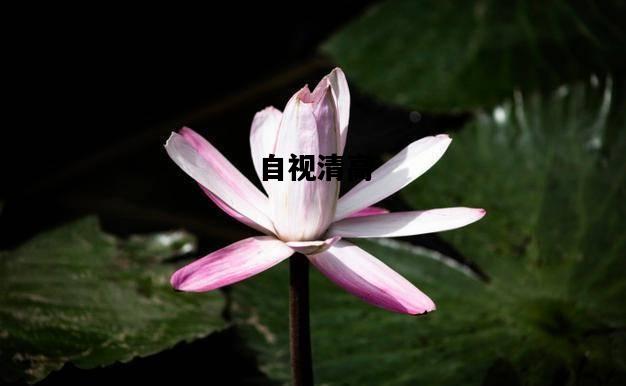 自视清高，自视清高的人是什么样的