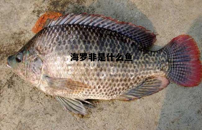 海罗非是什么鱼，海罗非鱼的肉质怎么样