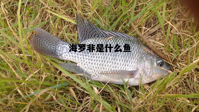 海罗非是什么鱼，海罗非鱼的肉质怎么样