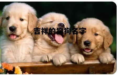 吉祥的狗狗名字，对主人很吉利吉祥的狗狗名字