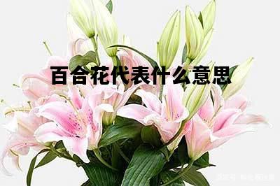 百合花代表什么意思，送女朋友百合花代表什么意思