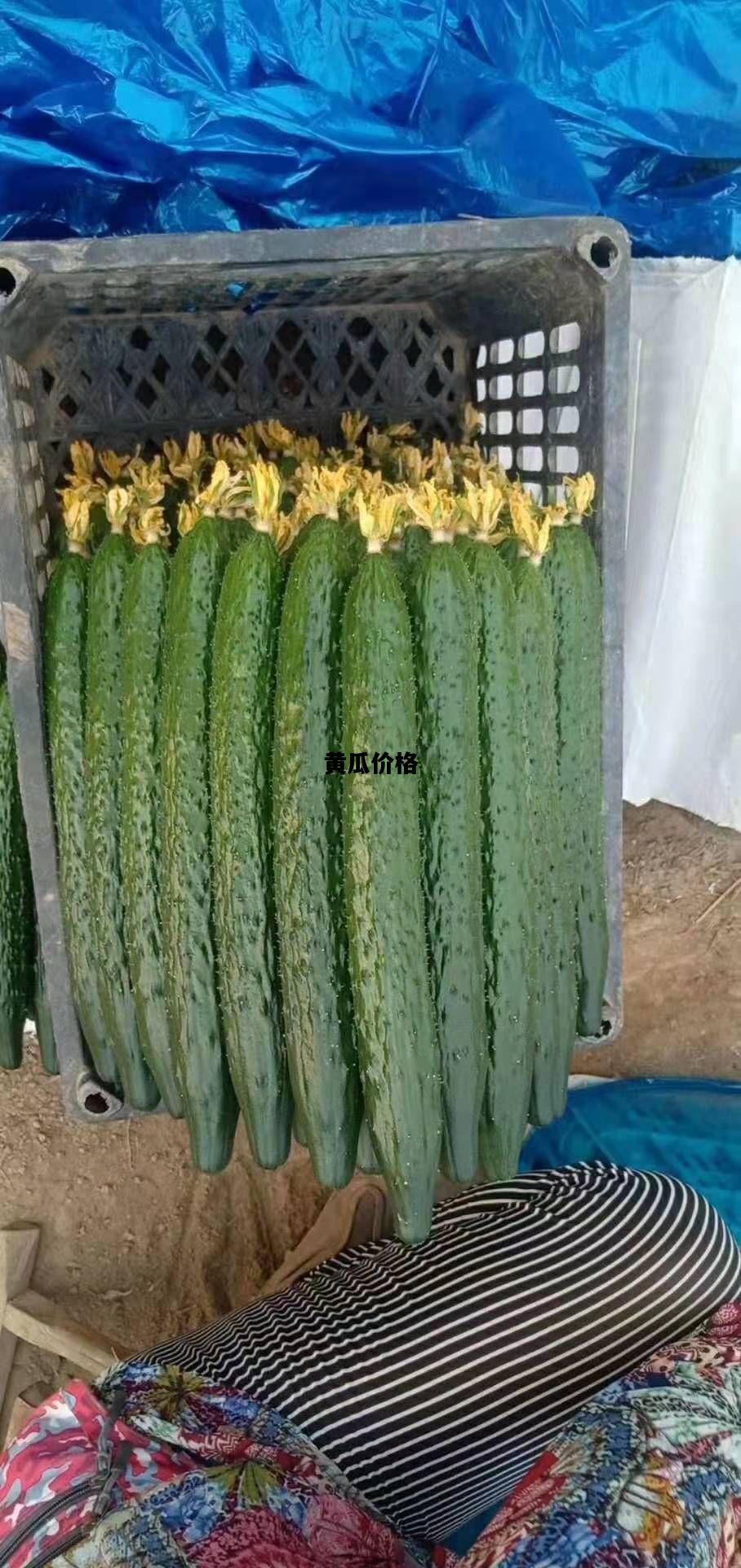 黄瓜价格，今天蔬菜价格目录表