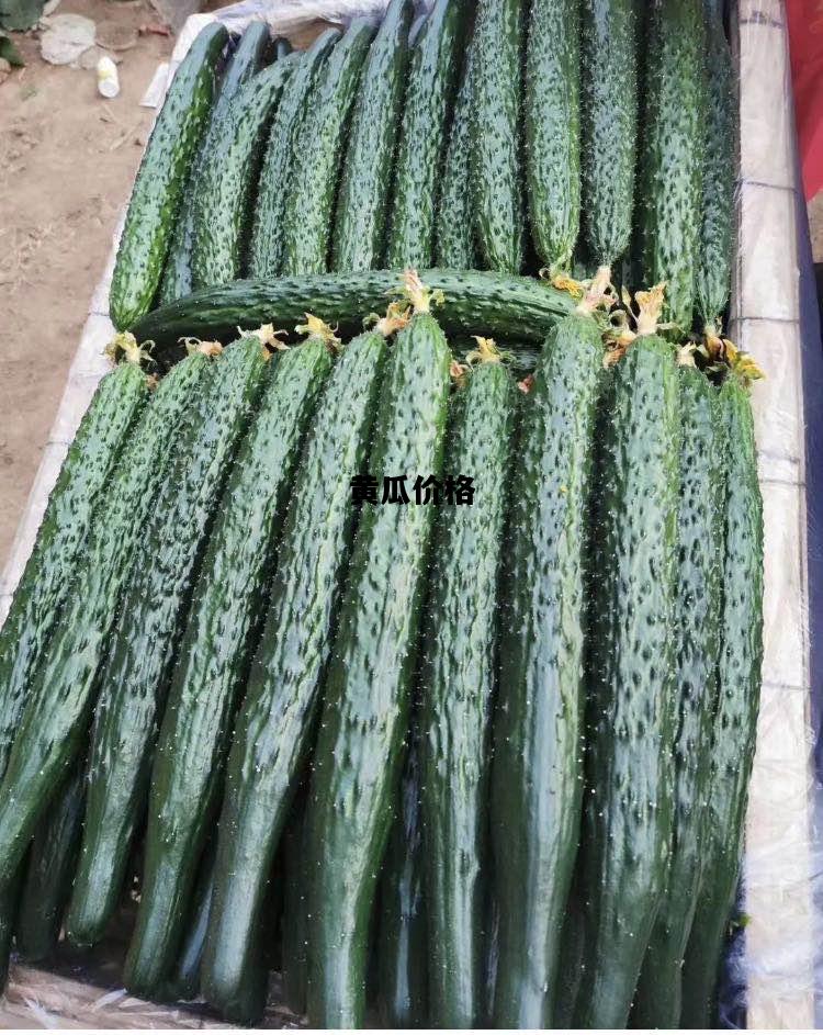 黄瓜价格，今天蔬菜价格目录表