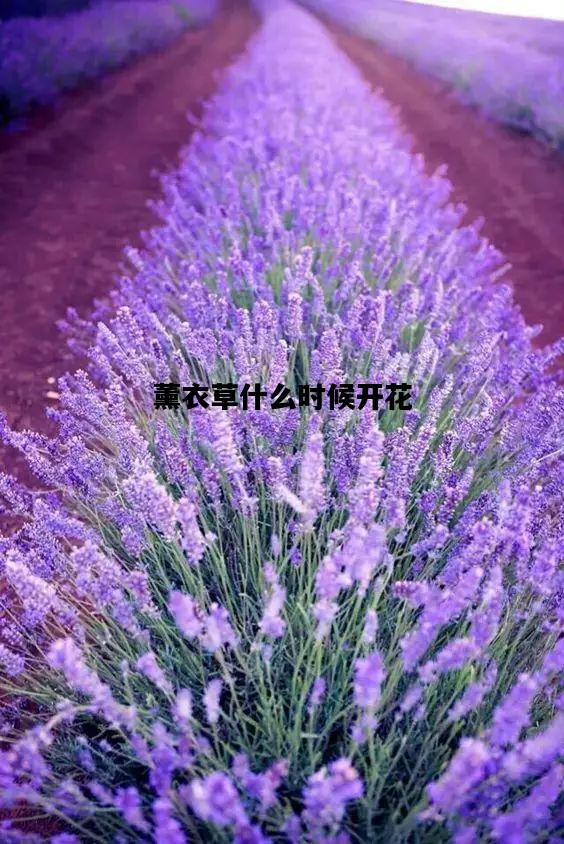 薰衣草什么时候开花，郁金香在什么时候开花