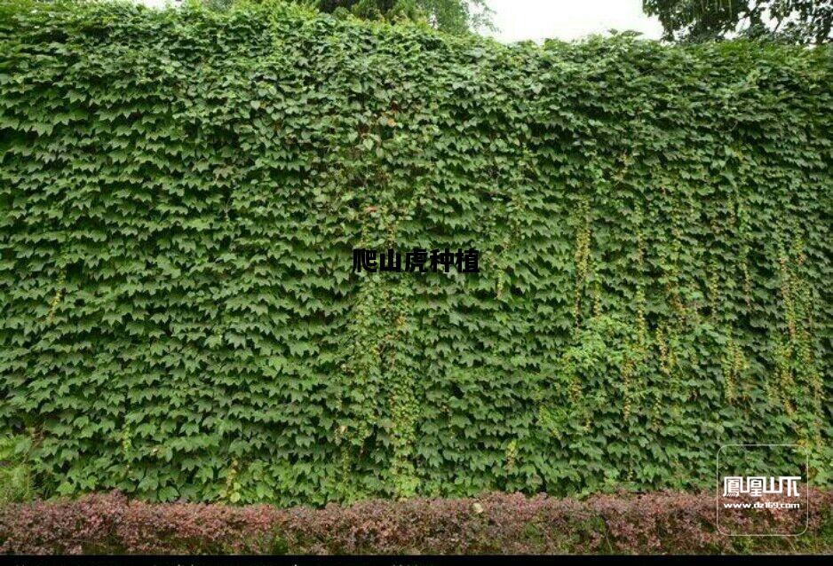 爬山虎种植，爬山虎种植最佳时间
