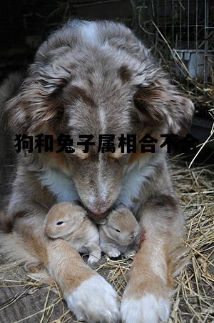 狗和兔子属相合不合，狗和兔子属相合不合父子