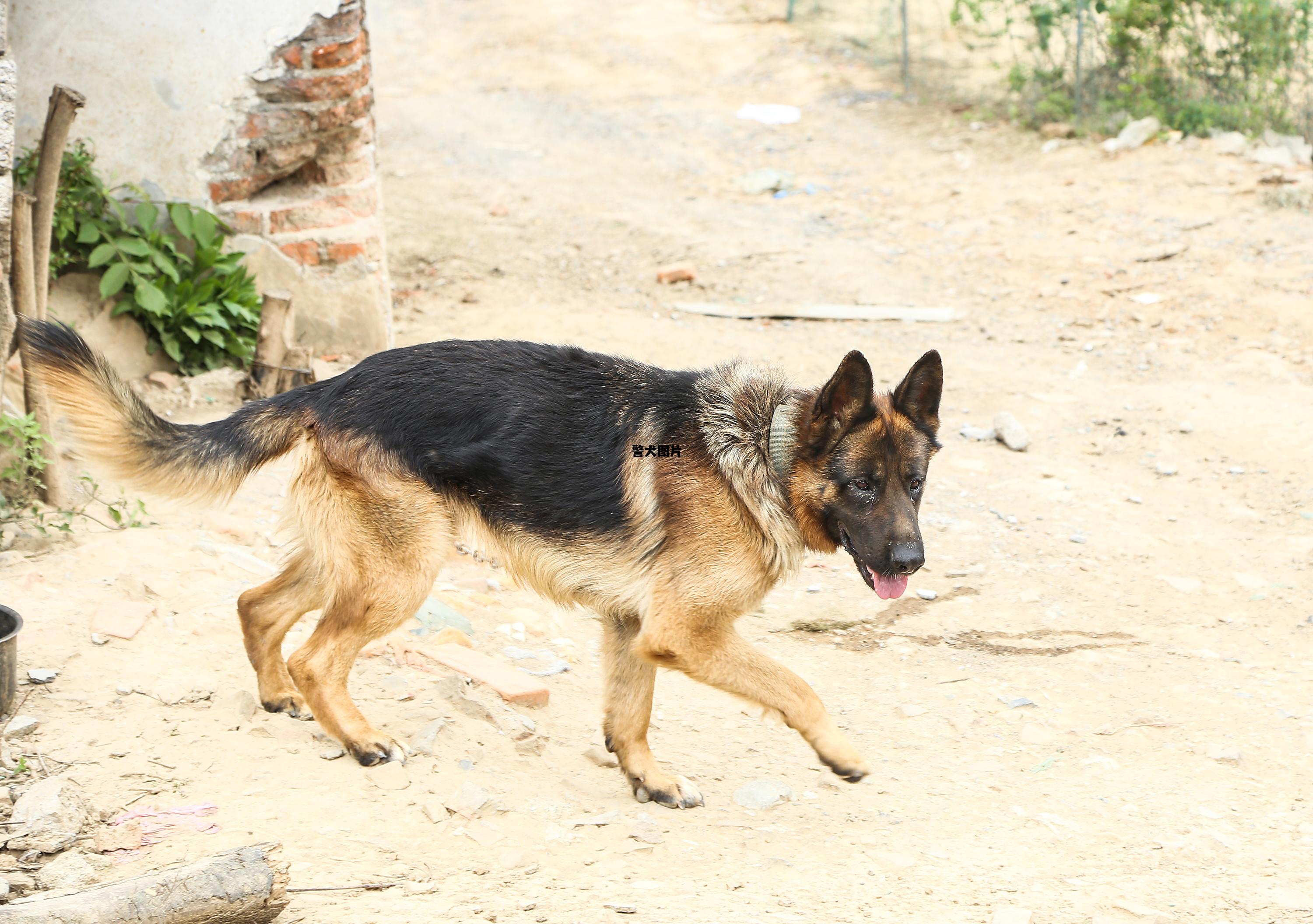 警犬图片，拉布拉多警犬图片