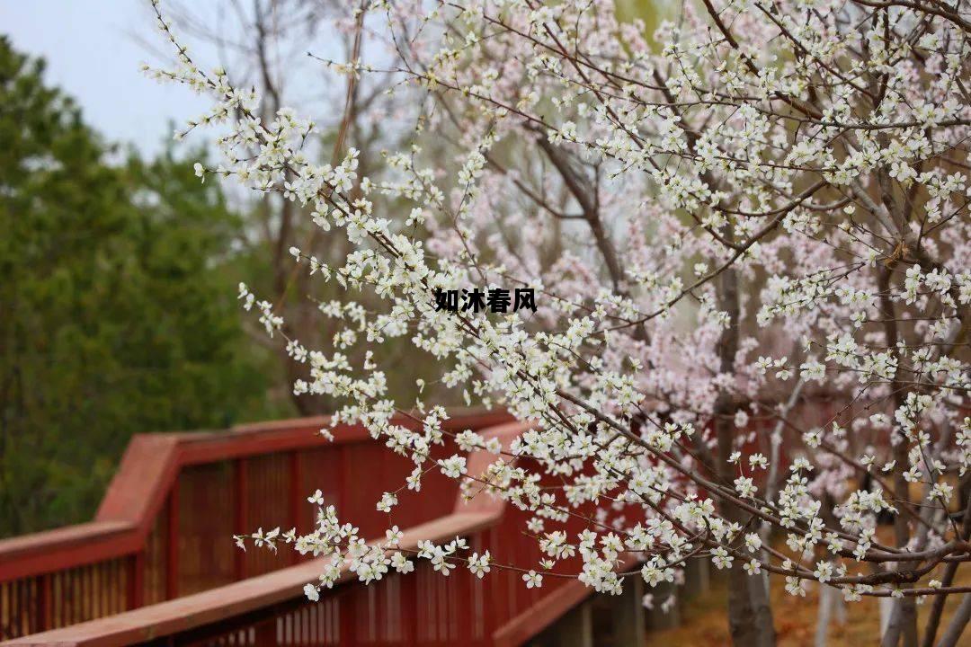如沐春风，如沐春风如饮甘霖