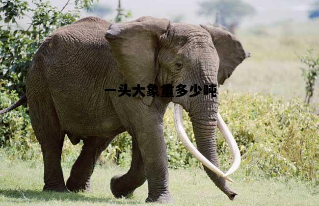 一头大象重多少吨，一头大象重多少吨相当于多少人