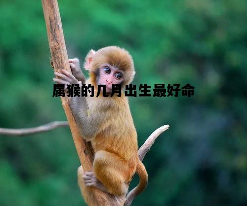 属猴的几月出生最好命，2016年属猴的几月出生最好命
