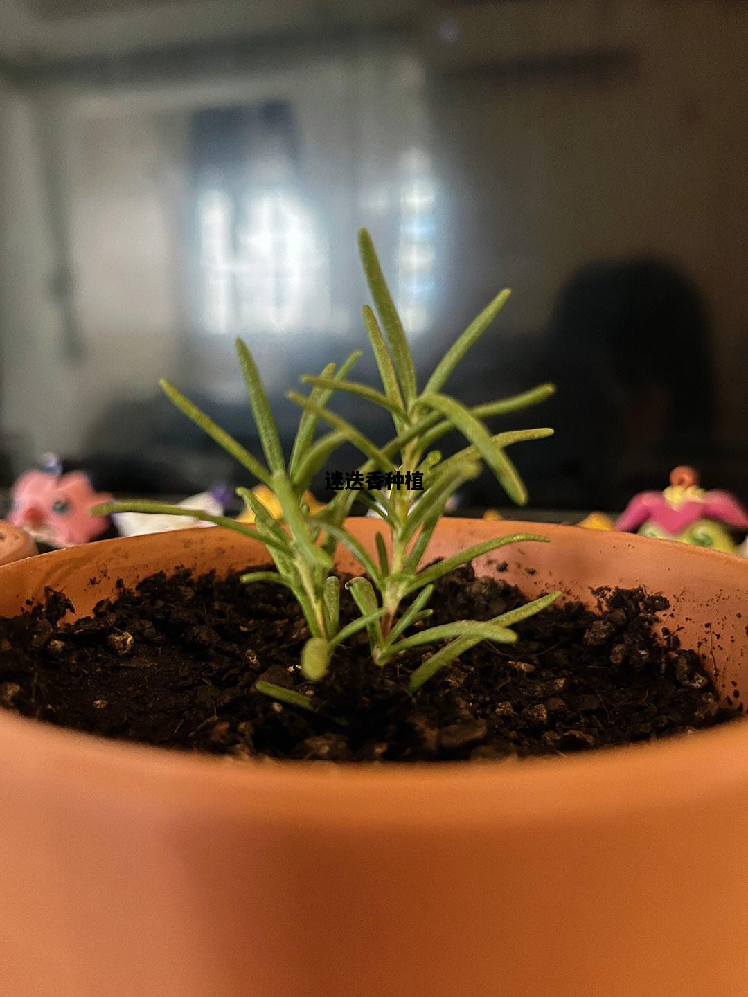 迷迭香种植，迷迭香种植地区