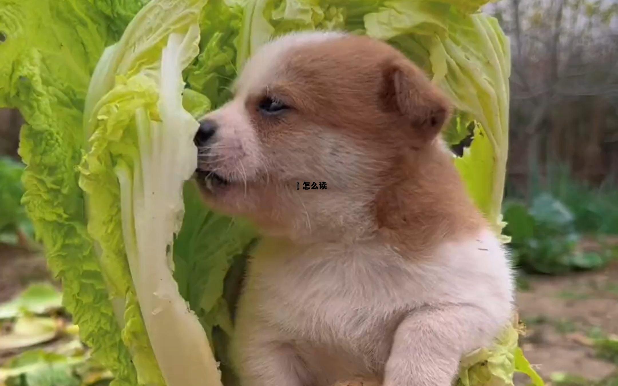 氼怎么读，嫑怎么读