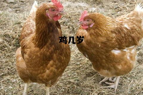 鸡几岁，17年属鸡几岁