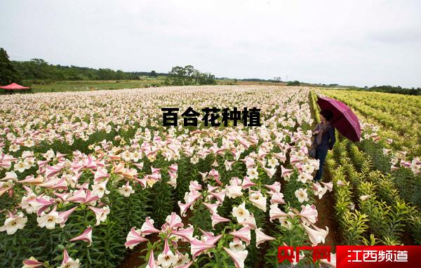 百合花种植，百合花种植方法