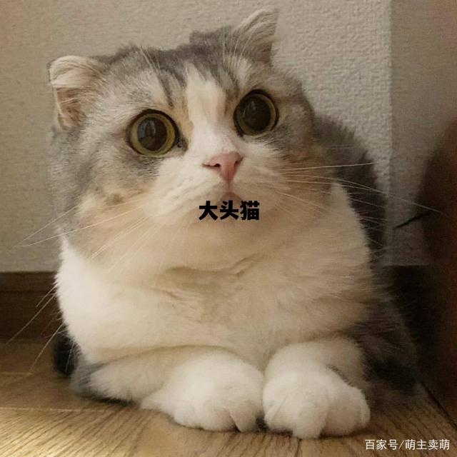 大头猫，大头猫图片