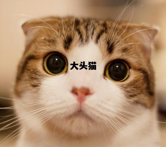 大头猫，大头猫图片