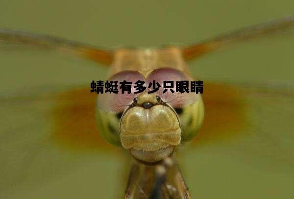 蜻蜓有多少只眼睛，蜻蜓有多少只眼睛视频
