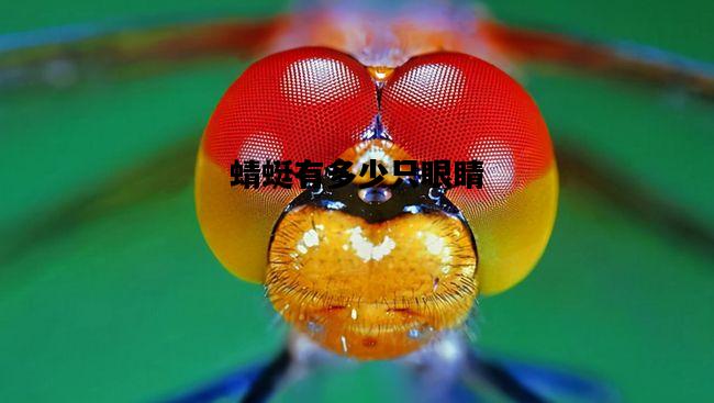 蜻蜓有多少只眼睛，蜻蜓有多少只眼睛视频