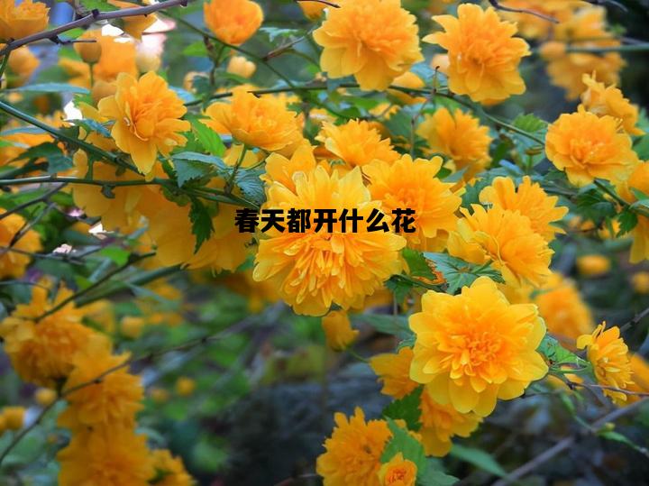 春天都开什么花，春天都开什么花?