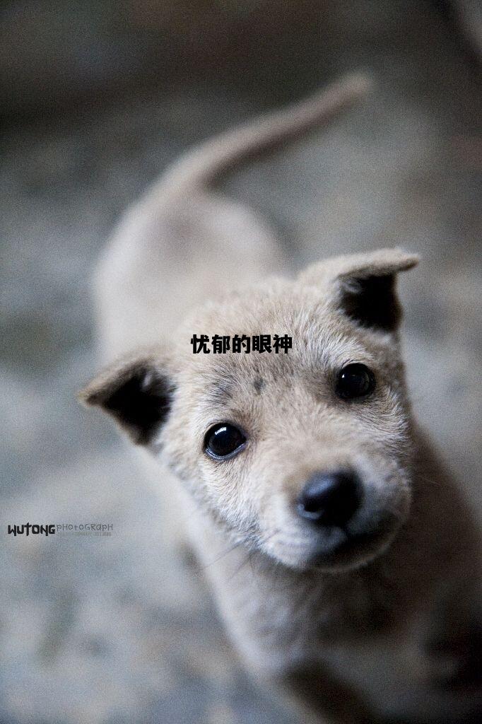 忧郁的眼神，忧郁的眼神图片