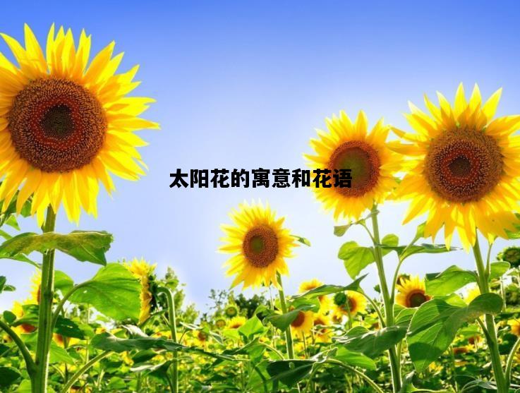 太阳花的寓意和花语，太阳花的寓意和花语是什么