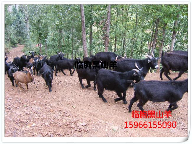 临朐黑山羊，临朐黑山羊养殖