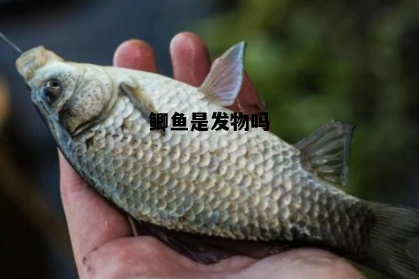 鲫鱼是发物吗，红烧鲫鱼是发物吗