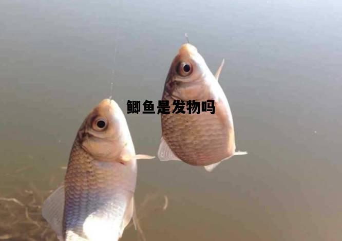 鲫鱼是发物吗，红烧鲫鱼是发物吗