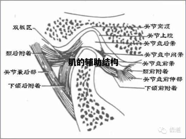 肌的辅助结构，肌的辅助结构除筋膜外,主要有两种