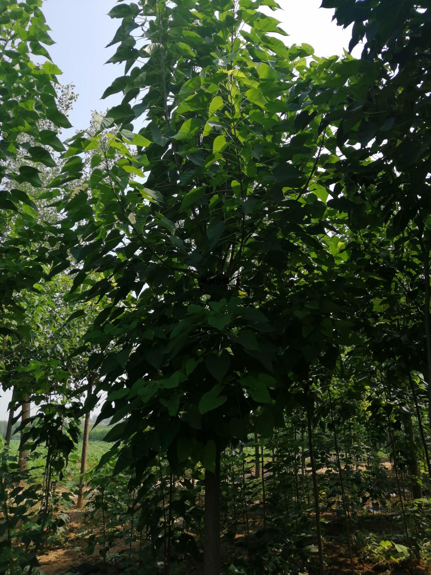 楸树价格，楸树小苗价格