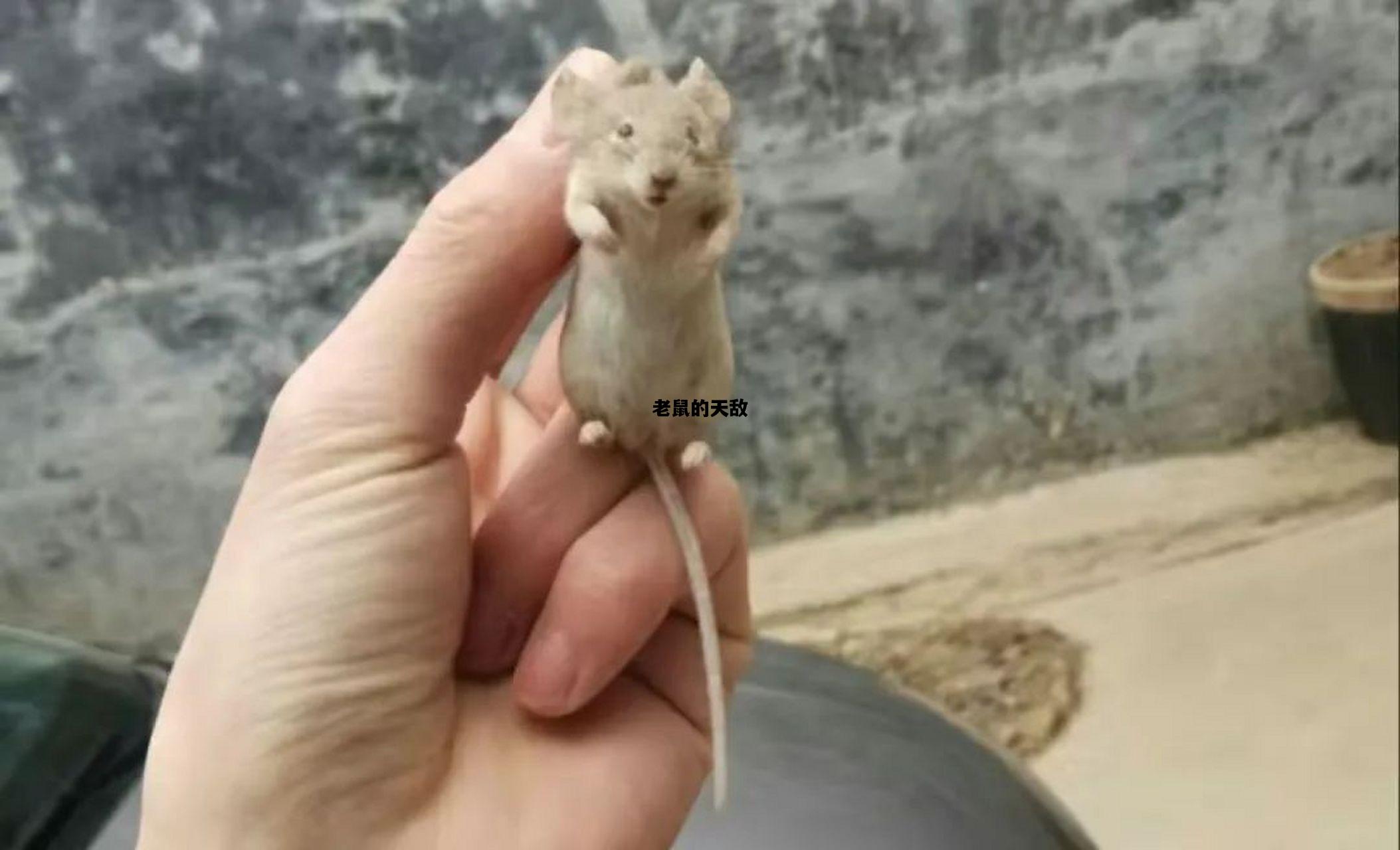 老鼠的天敌，为什么猫是老鼠的天敌
