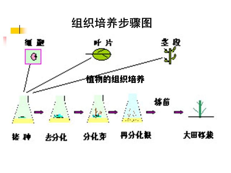 植物的组织培养，植物的组织培养脱离了植物体的