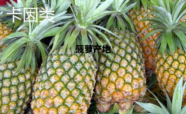 菠萝产地，菠萝产地最好的是哪里