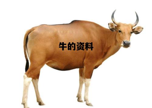 牛的资料，牛的资料和资料大全