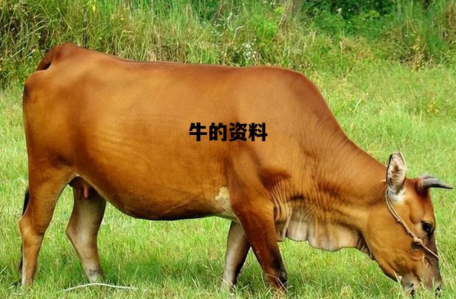 牛的资料，牛的资料和资料大全