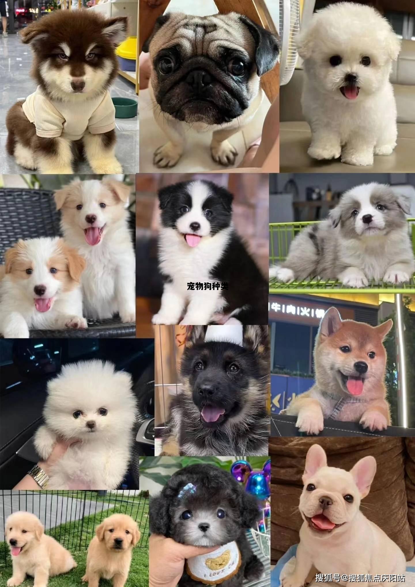 宠物狗种类，中华田园犬12个品种图