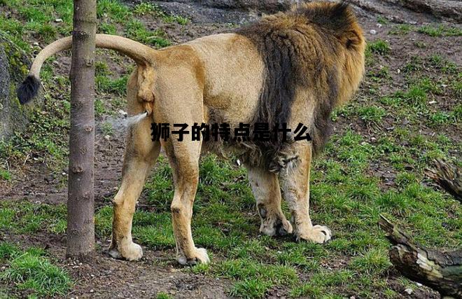 狮子的特点是什么，狮子的特点是什么意思