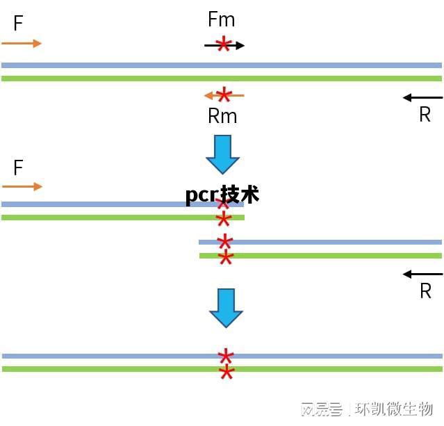 pcr技术，pcr技术是谁发明的